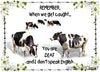 BUNDLE COWS 2 Graphic Design Downloads SVG PNG JPEG Files Country Sublimation Design Crafters Delight {{ JAMsCraftCloset }}