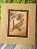 Print Matted PARROTS Wall Art NO FRAME SET of TWO Gift Idea Wall Hanging Home Decor